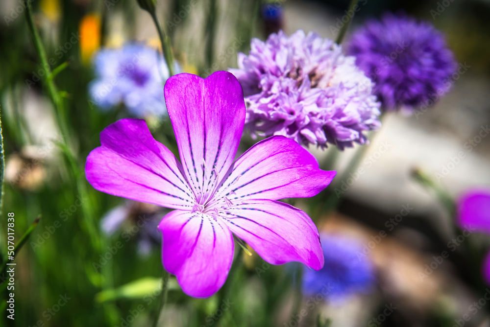 花の中央は白く、花びらの先はビビットピンクのムギセンノウのクローズアップ