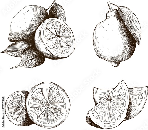 A set of lemon linart pictures. Vector illustration