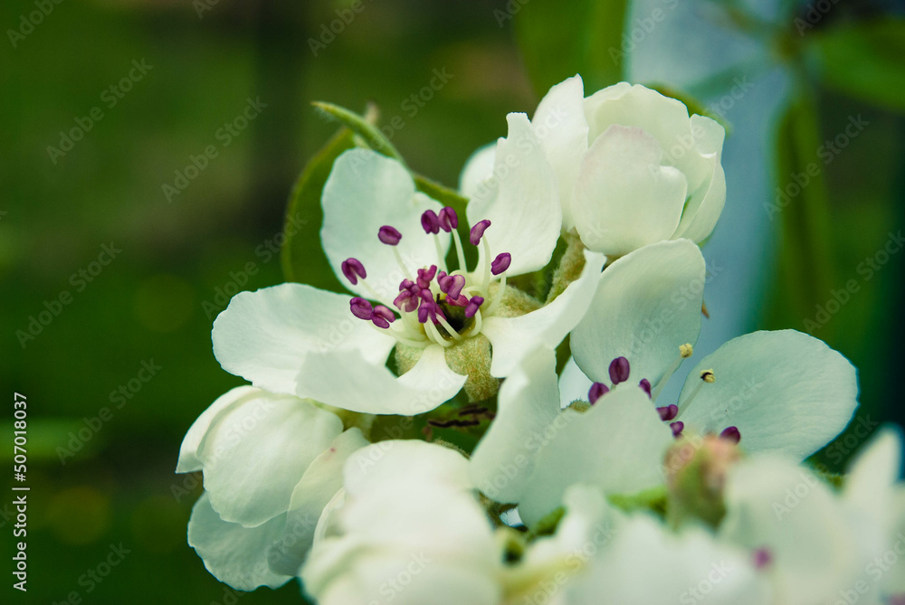 Pink apple flowers, beautiful spring background. Pink apple flowers, beautiful spring background.