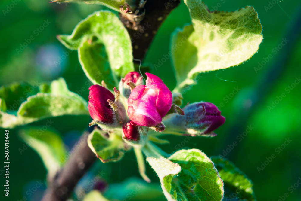 Beautiful pink apple flowers, spring background. Beautiful pink apple flowers, spring background.