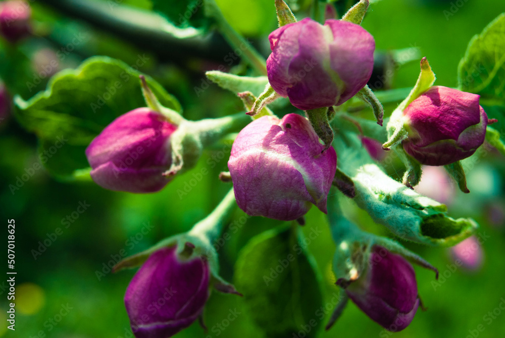 Beautiful pink apple flowers, spring background. Beautiful pink apple flowers, spring background.