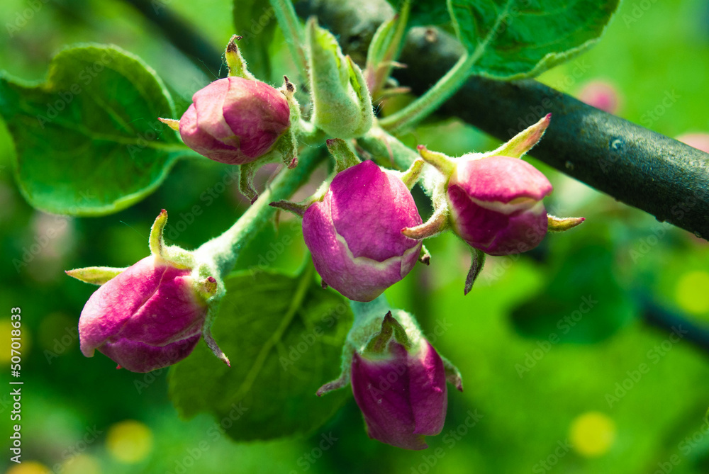 Beautiful pink apple flowers, spring background. Beautiful pink apple flowers, spring background.