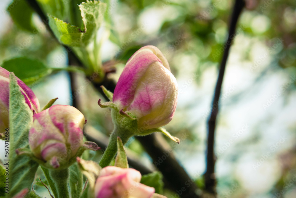 Beautiful pink apple flowers, spring background. Beautiful pink apple flowers, spring background.
