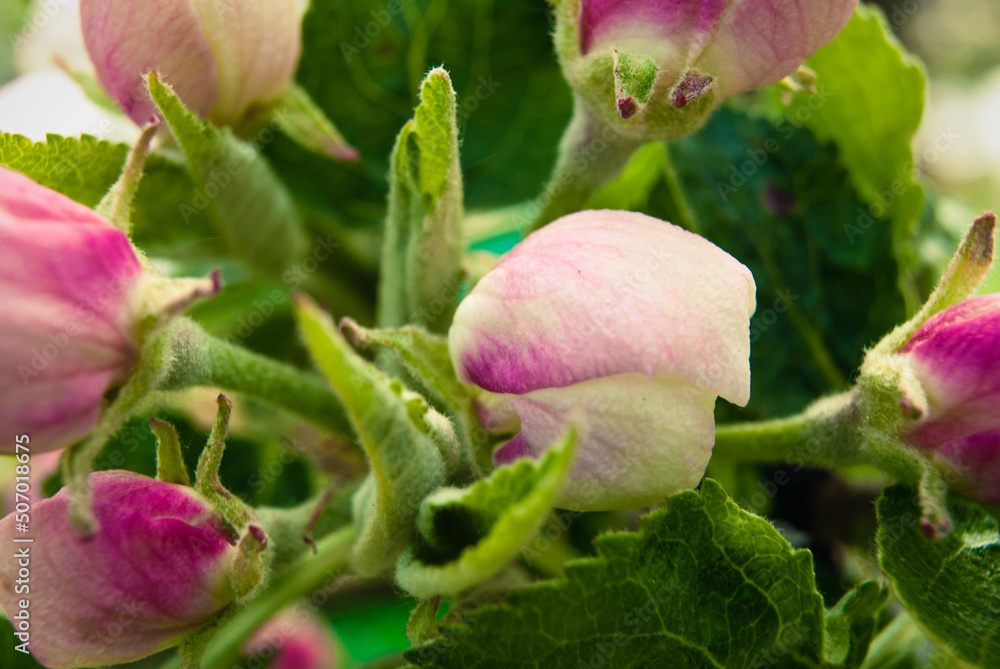 Obraz premium Beautiful pink apple flowers, spring background.