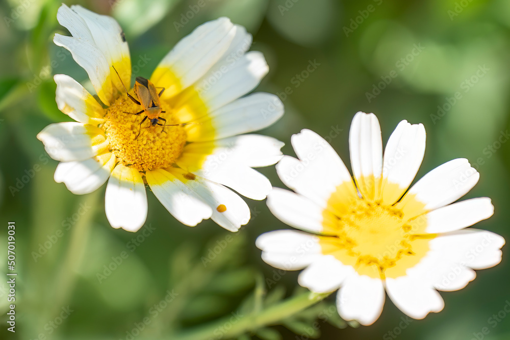 Firebug on a white flower ,close up.in daylight. Firebug on a white flower ,close up.in daylight.