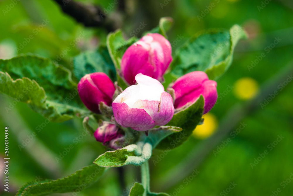 Fresh beautiful flowers of the apple tree. Fresh beautiful flowers of the apple tree.
