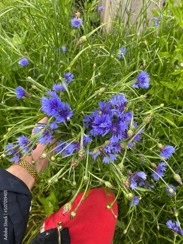 Сute bouquet of cornflowers for you, summer-2021 photo