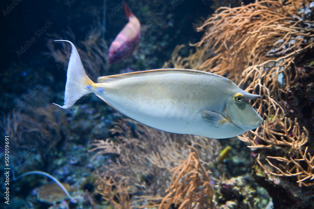 Obraz premium Orange spine unicornfish also known as Naso lituratus, barcheek unicornfish, naso tang, and orange-spine unicorn fish swimming in aquarium fish tank