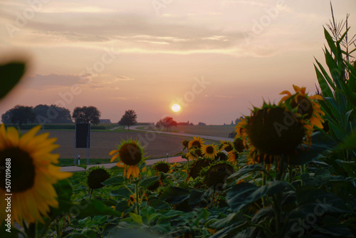 Sonnenblumenfeld im Sonnenuntergang