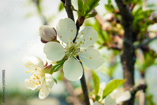 Fresh spring beautiful flowers of the cherry tree.