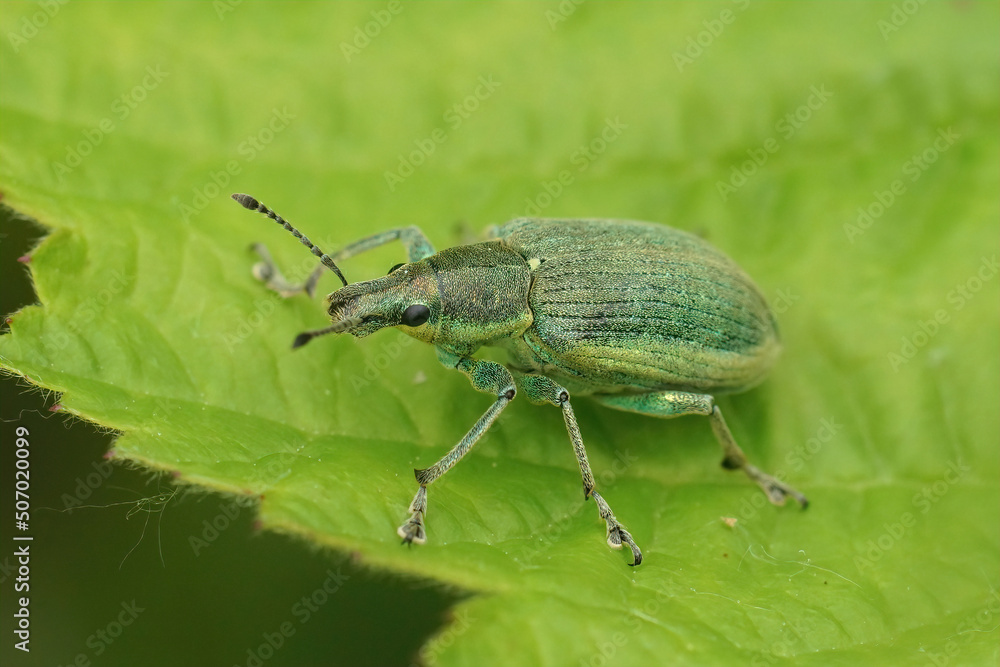 Closeup on a yellow banded leaf weevil, Chlorophanus viridis, sitting on a green leaf Closeup on a yellow banded leaf weevil, Chlorophanus viridis, sitting on a green leaf