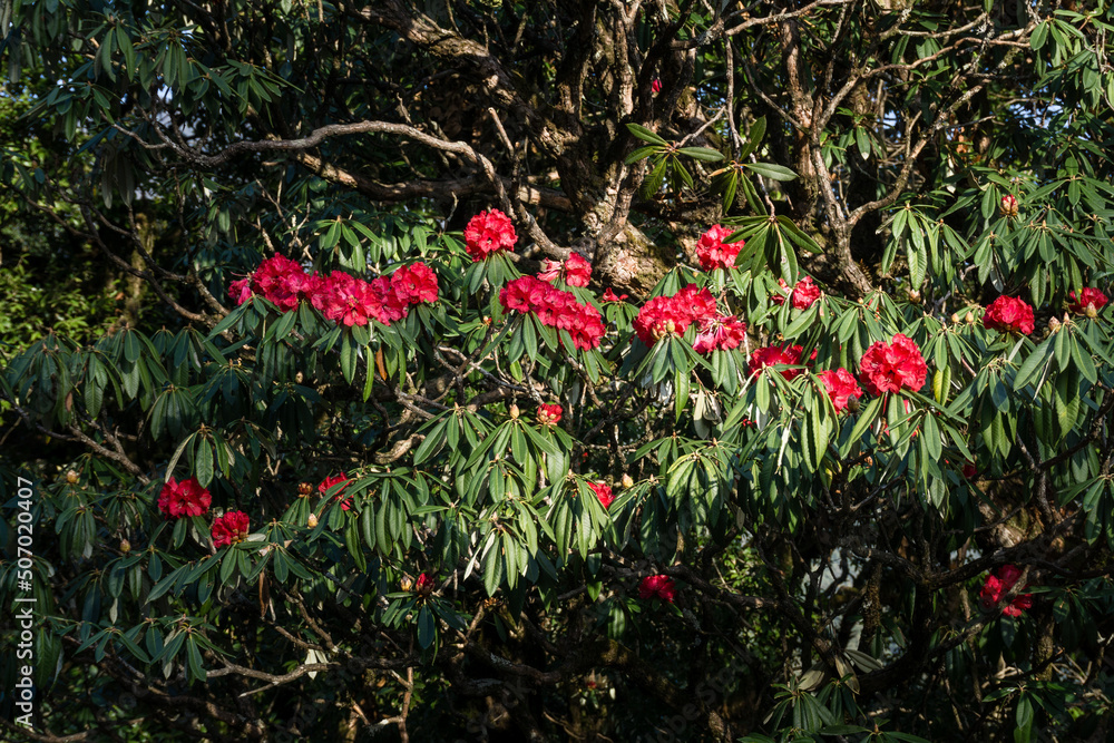 Buransh ,Rhododendron Arboreum trees in the forest with blooming