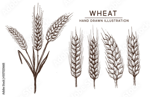 Wheat bread ears hand drawn vector illustration.	
