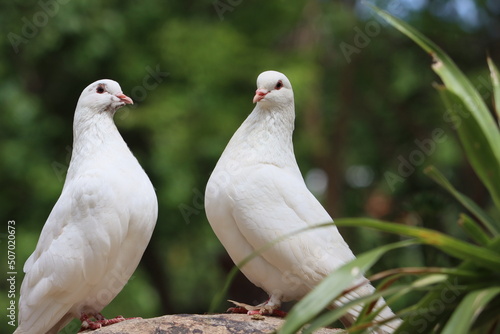 The mail pigeon is a variety of domestic pigeons (Columba livia domestica) derived from the wild rock dove, selectively bred for its ability to find its way home over extremely long distances.