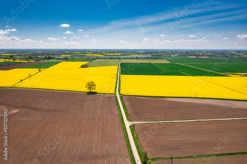 Aerial landscape of the yellow rapeseed field under blue sky, Poland photo