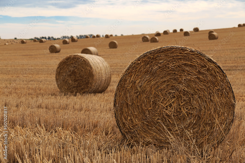 hay bales in the field