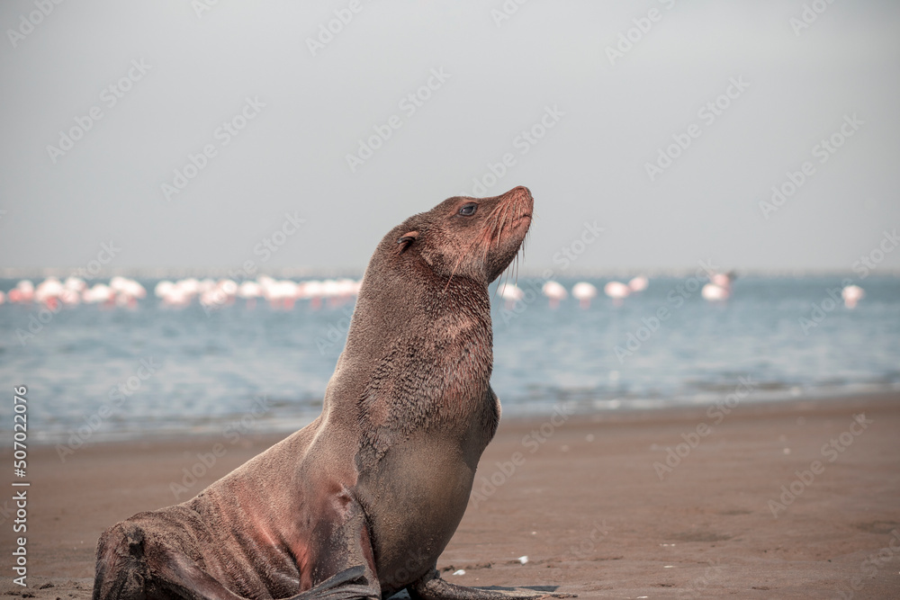 Naklejka premium Wild african animals. Lonely brown fur seal sits on the ocean on a sunny morning