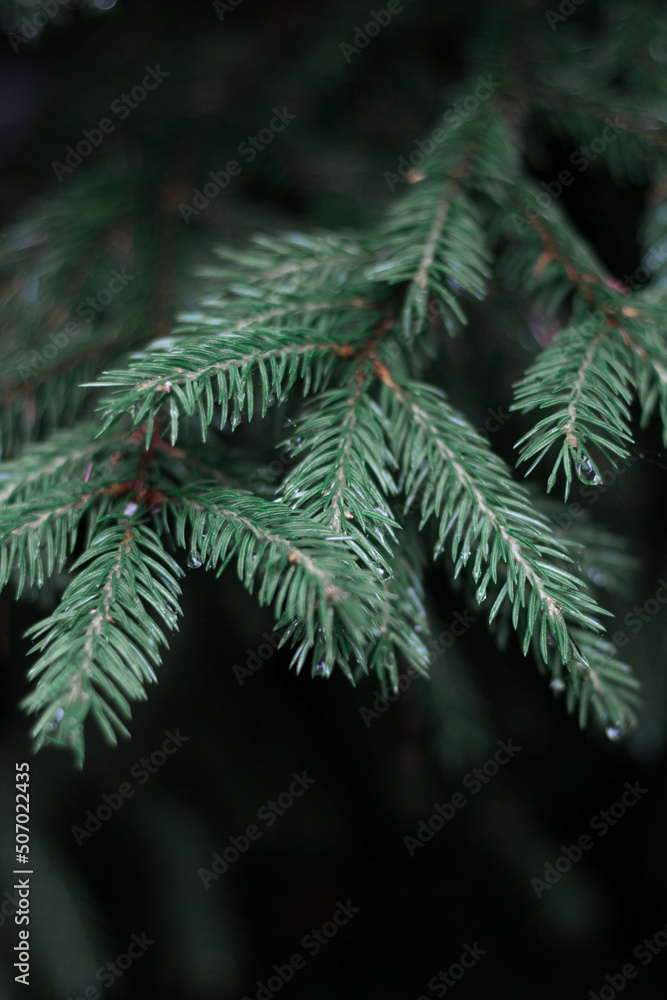 Fir-tree in the mountains after the rain