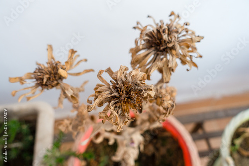 A closeup shot of dried and dead flowers in a flowerpot in the balcony. dehradun,uttarakhand India.