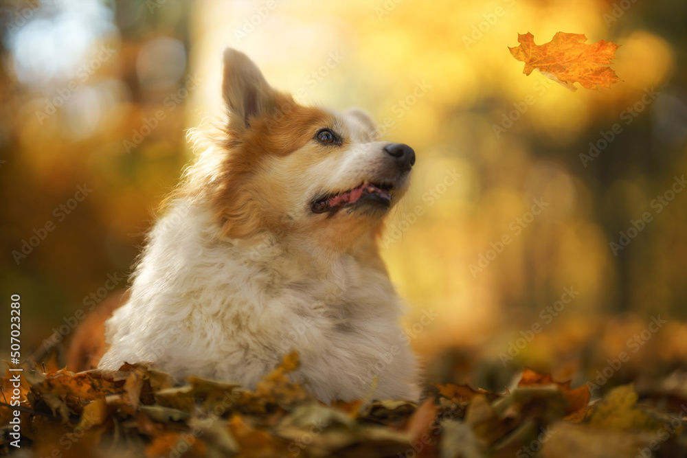A Welsh Corgi Pembroke dog in an autumn setting looking at a falling leaf A Welsh Corgi Pembroke dog in an autumn setting looking at a falling leaf