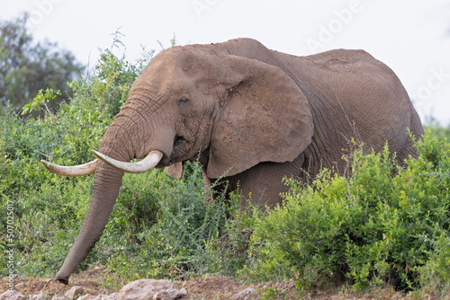 A large African elephant (Loxodonta africana) taking a sand bath.