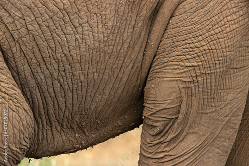 Detail images of a large African elephant (Loxodonta africana).