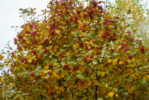 Green and yellow autumnal foliage and red berries of Sorbus aria in November