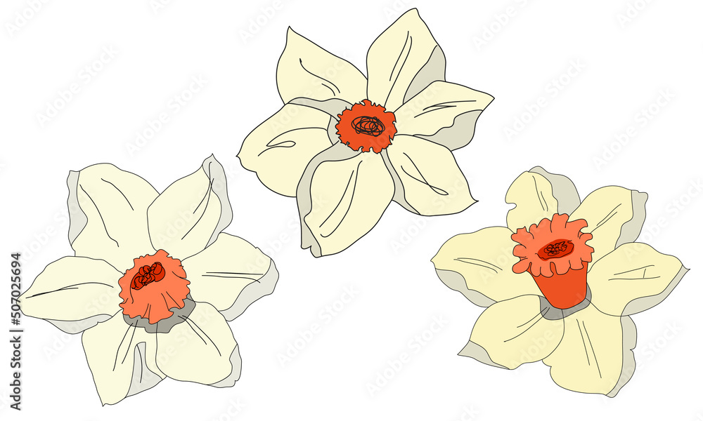 Three flowers for decoration. daffodils