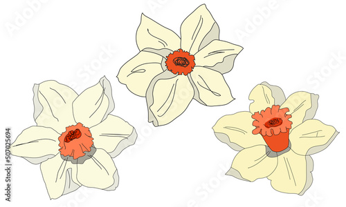 Three flowers for decoration. daffodils