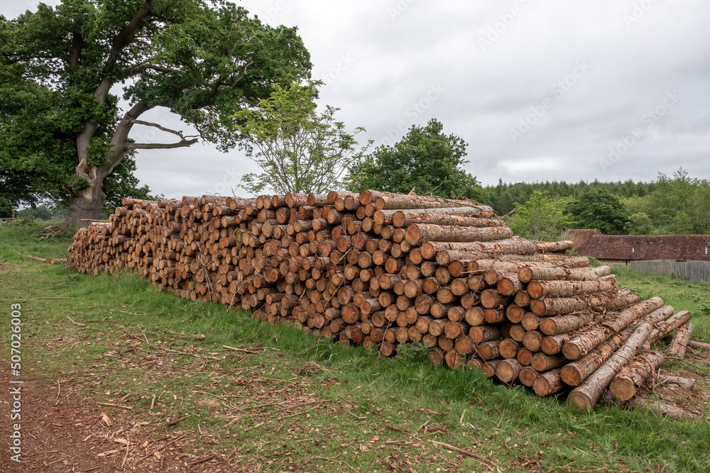 Timber stack cut from local forest
