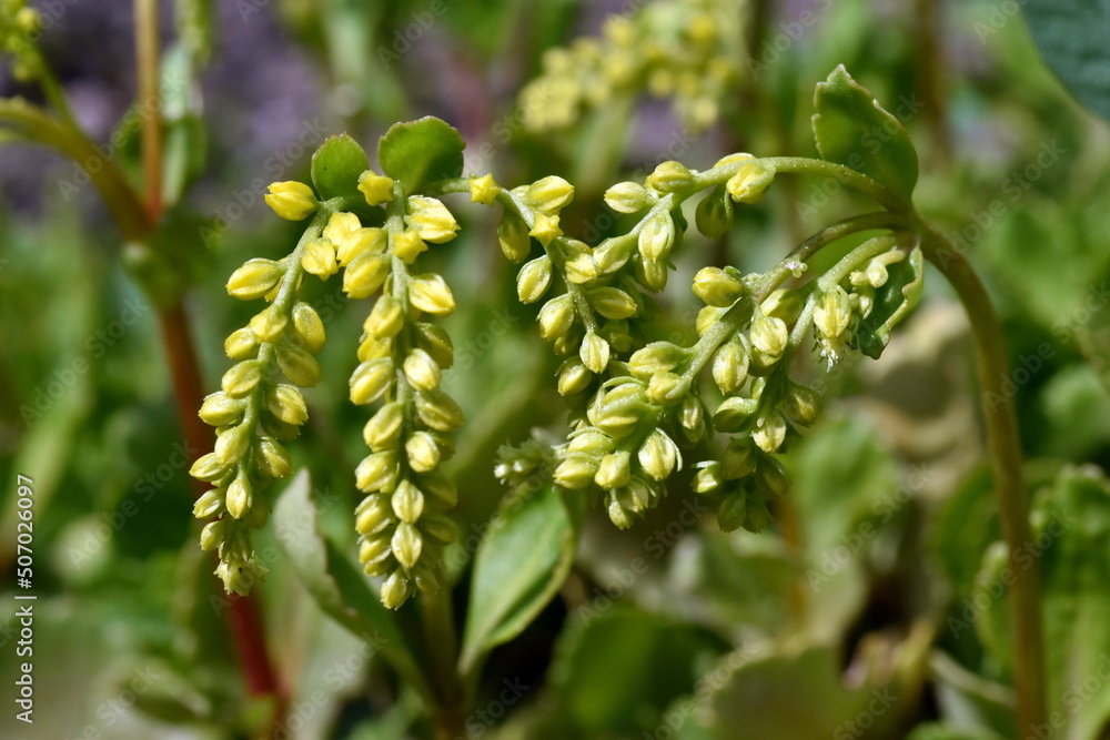 Zweig eines Goldtröpfchens im Frühling Zweig eines Goldtröpfchens im Frühling