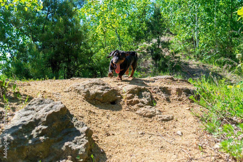 Dachshund puppy runs on nature.