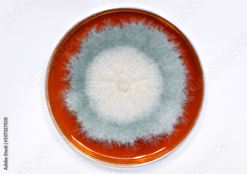 Laboratory dish containing a culture of the fungus Penicillium roqueforti to produce blue cheese photo