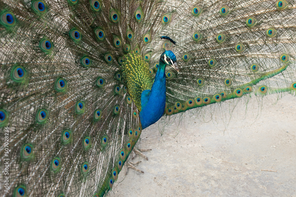 Obraz premium Beautiful peacock in a garden, amazing bird, child standing next to him