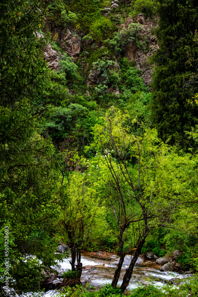 green forest in the morning