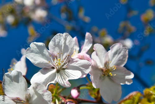 Prunus sargentii, Sargents cherry tree blossom against blue sky