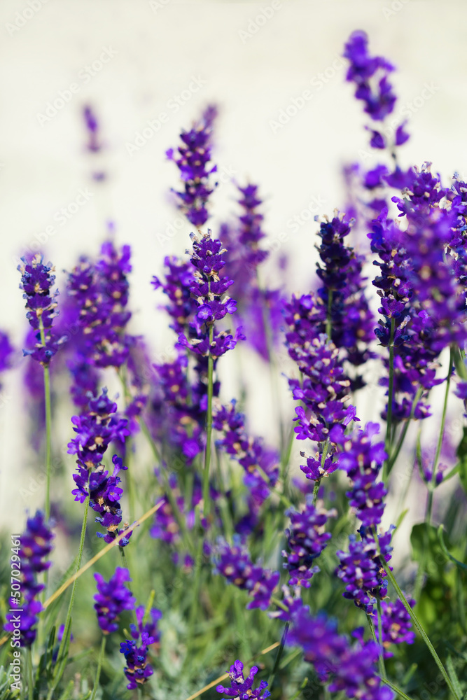 Obraz premium Beauty lavender flowers in garden