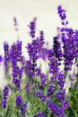 Beauty lavender flowers in garden