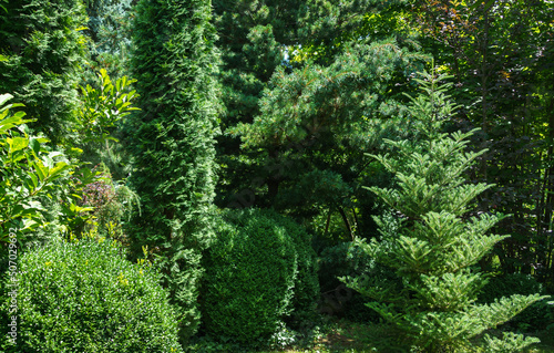 Evergreen landscape of the garden. Thuja occidentalis Columna and Boxwood Buxus sempervirens or European box  Pinus parviflora Glauca and fir Abies koreana at right. Nature concept for background