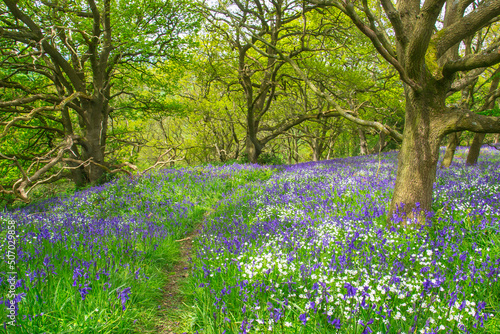 A colourful carpet of bluebells on the woodland floor. These are on both sides of a path through the woods. These were photographed in the North Yorkshire Moors National Park	