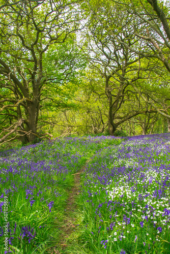 A colourful carpet of bluebells on the woodland floor. These are on both sides of a path through the woods. These were photographed in the North Yorkshire Moors National Park