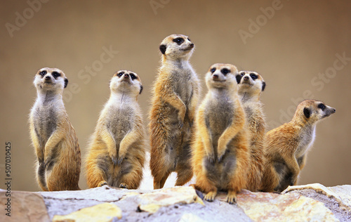 Photo Group of watching surricatas outdoor