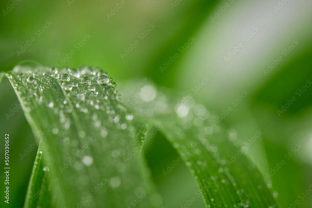 A closeup of water drops on green leaf after raindrops A closeup of water drops on green leaf after raindrops