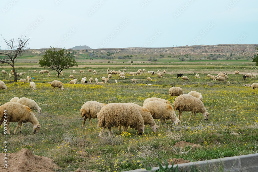 Fototapeta premium Sheep and lambs are eating grass with side view. In corner there is paving stone. Selective Focus 