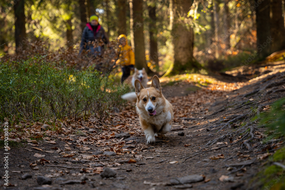 Fototapeta premium A mother with a child and a dog are walking along the mountain hiking trail. Family spending time.