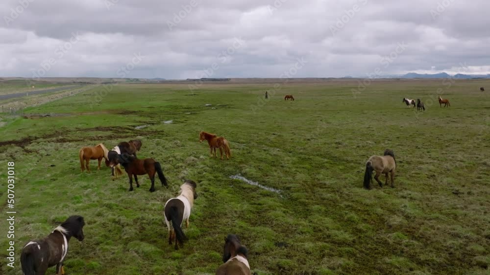 Beautiful Icelandic horses running around in the field. Aerial view with an amazing nature around them. Beautiful Icelandic horses running around in the field. Aerial view with an amazing nature around them.