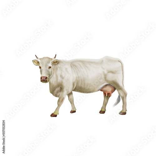 vache laitière, en marche, femme, noir, gris, jaune, , normande, roux, cow, farm, animal, white, cattle, normande,  calf, milk, cartoon, grass, dairy, agriculture, brown, mammal, livestock, meadow, na