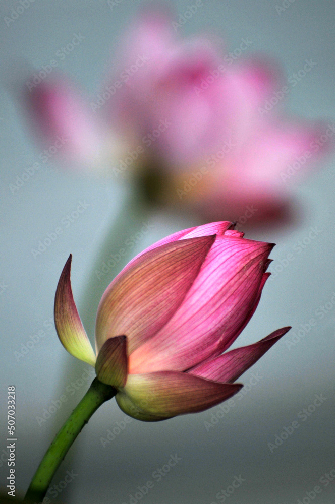 Blossoming lotus flower Blossoming lotus flower