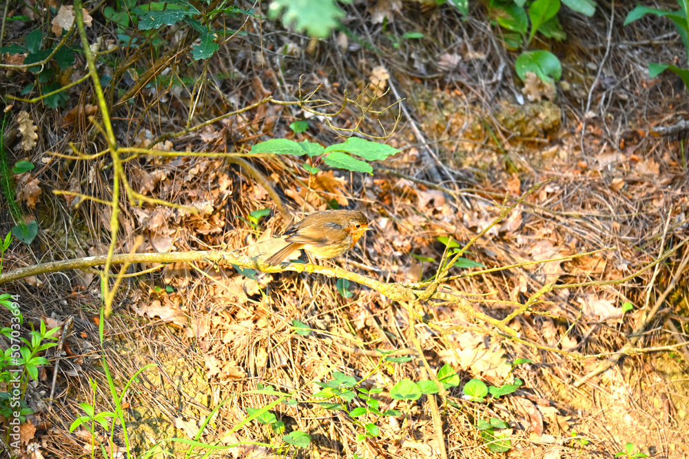 Fototapeta premium Robin - Erithacus rubecula. A close up of a European Robin (Erithacus rubecula)