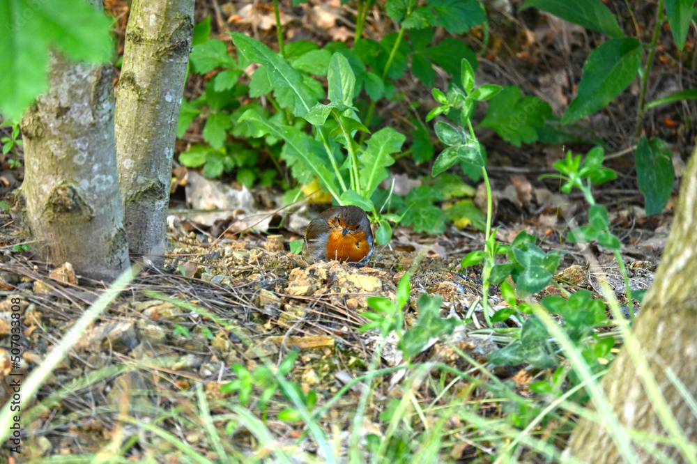 Robin - Erithacus rubecula. A close up of a European Robin (Erithacus rubecula) Robin - Erithacus rubecula. A close up of a European Robin (Erithacus rubecula)